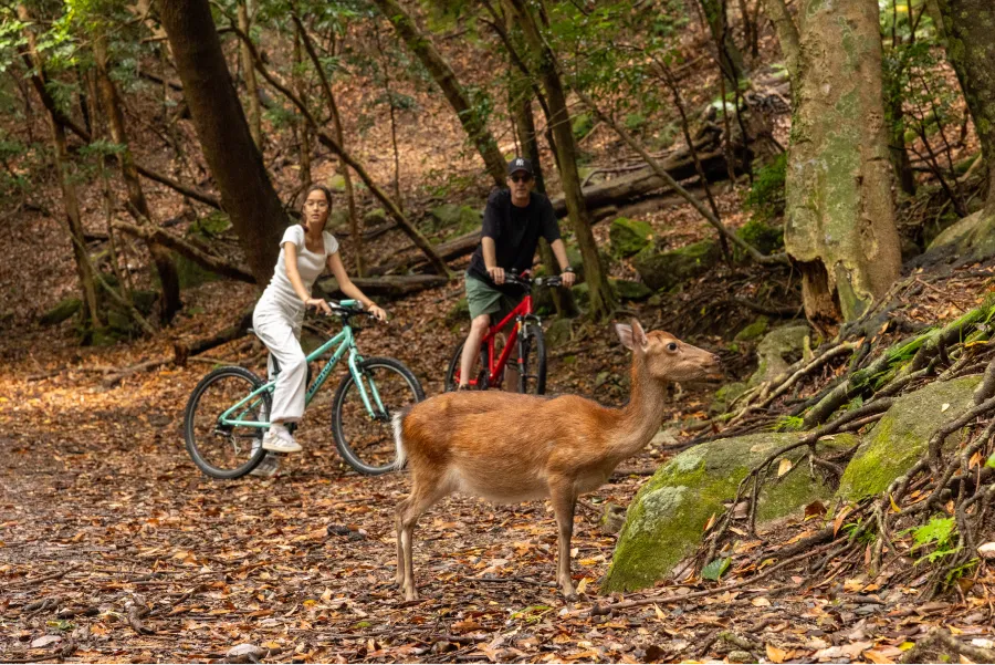 Exploring the World Heritage Listed Coastal Road with Wildlife by Bicycle